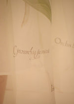 Abito a Camicia in Organza di Seta Alberta Ferretti